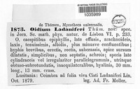 Oidium ladaniferi image